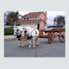 Carriage-1