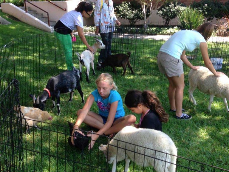 Petting Zoos - Party Pronto Rentals